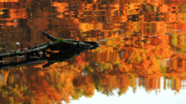 Photography titled "Cyprès chauves 6" by Florence Pouget-Landrieu, Original Artwork, Digital Photography