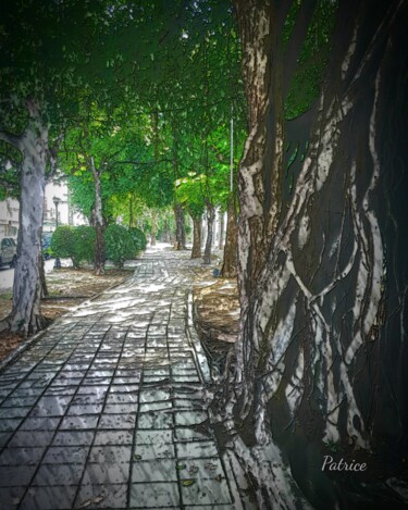Fotografia intitolato "Wisdom of Trees" da Patrick John Bennett (Patrice), Opera d'arte originale, Fotografia digitale