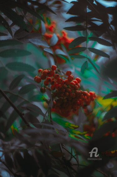Photography titled "Sorbier des oiseleu…" by Oleg Andrienko, Original Artwork, Digital Photography