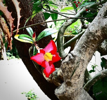 Photography titled ""Plumeria" Flower." by Patrick John Bennett (Patrice), Original Artwork, Digital Photography