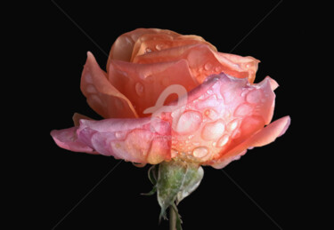 Coral rose flower under the rain Photographie intitulée "Coral rose flower u…" par Diana Editoiu, Œuvre d'art originale, Photographie numérique