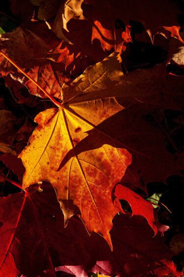 제목이 "Lanterns of Autumn 1"인 사진 Jarek Rufer로, 원작, 디지털