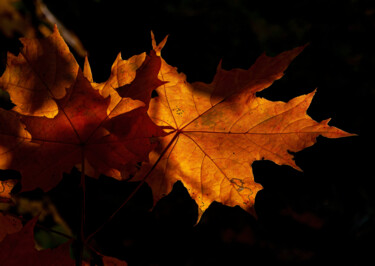 제목이 "Lanterns of Autumn 2"인 사진 Jarek Rufer로, 원작, 디지털