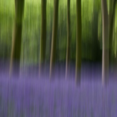 摄影 标题为“AMONG THE BLUEBELLS” 由Fisher, 原创艺术品, 数码摄影