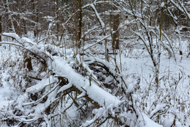 Photography titled "In the Winter Fores…" by Jarek Rufer, Original Artwork, Digital Photography