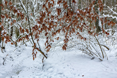 Photography titled "In the Winter Fores…" by Jarek Rufer, Original Artwork, Digital Photography