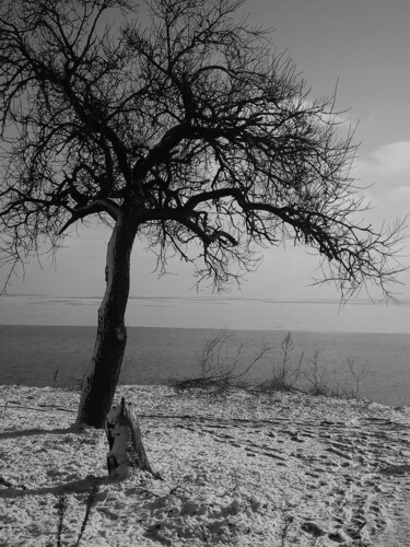 "Дерево" başlıklı Tablo Irina Kromm tarafından, Orijinal sanat, Fotoşoplu fotoğrafçılık Ahşap panel üzerine monte edilmiş