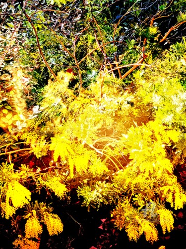 Photographie intitulée "SMOOTH MIMOSA" par Grafi, Œuvre d'art originale, Photographie argentique