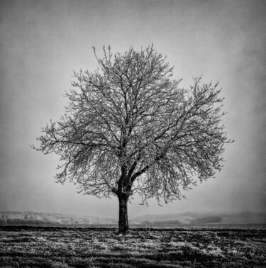 Photography titled "Givre et brouillard…" by Alain Rappeneau, Original Artwork, Analog photography