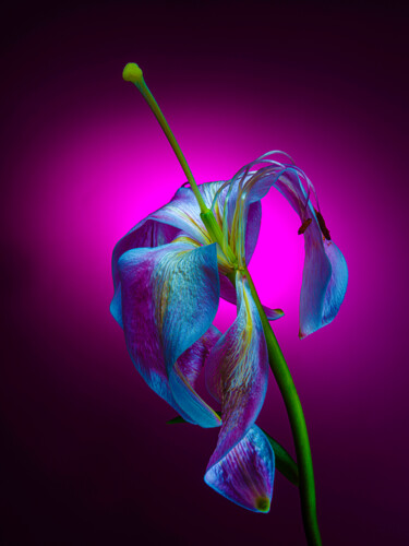 Photography titled "BeautyGone 1" by Edgar Garces, Original Artwork, Digital Photography Mounted on Metal