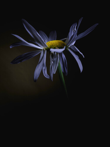 Photography titled "BeautyGone 2" by Edgar Garces, Original Artwork, Digital Photography