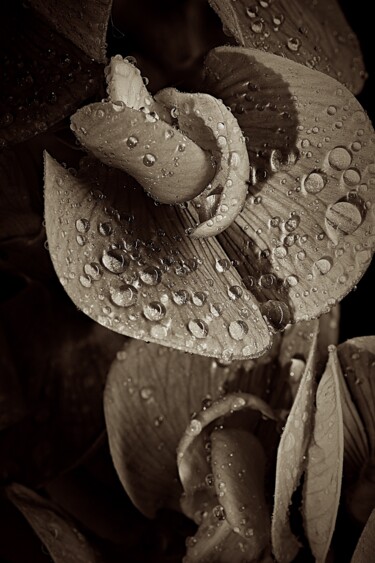 Photographie intitulée "Sérénité" par Eric Delouche, Œuvre d'art originale, Photographie numérique Monté sur Aluminium