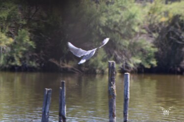 Photographie intitulée "Mouette rieuse" par Dominique Guillaume, Œuvre d'art originale, Photographie numérique