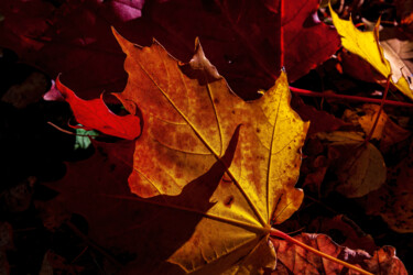Fotografie mit dem Titel "Thr Red Nature 2" von Jarek Rufer, Original-Kunstwerk, Digitale Fotografie