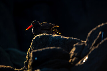 Oystercatcher au bec ensoleillé Photographie intitulée "Oystercatcher au be…" par Etienne Frankum, Œuvre d'art originale, Photographie numérique