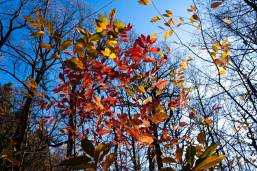 Fotografie mit dem Titel "The Red Nature 4" von Jarek Rufer, Original-Kunstwerk, Digitale Fotografie