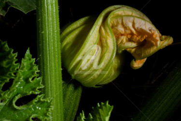 Fleur jaune froissée (Crumpled yellow flower) Photographie intitulée "Fleur jaune froissé…" par Alain Romeas (PhotoAR), Œuvre d'art originale, Photographie numérique