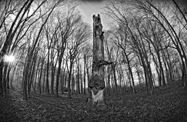 Photography titled "Wachstum und Verfall" by Leopold Brix, Original Artwork, Digital Photography