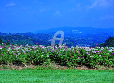 Awaji-Hanasajiki Garden in Japan #7 Photography titled "Awaji-Hanasajiki Ga…" by Clement Tsang, Original Artwork, Digital Photography