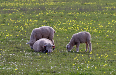 Fotografia intitulada "Sheep3" por Tanya Shark, Obras de arte originais, Fotografia digital