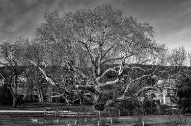 Photography titled "Die Platane (Prints…" by Leopold Brix, Original Artwork, Digital Photography