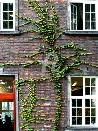 Plant on Wall in Warsaw Photographie intitulée "Plant on Wall in Wa…" par Clement Tsang, Œuvre d'art originale, Photographie numérique