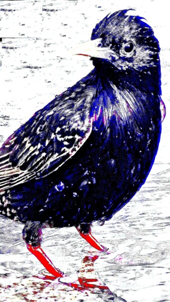 Starling 5-1d - open edition version 摄影 标题为“Starling 5-1d - ope…” 由Ken Lerner, 原创艺术品, 操纵摄影