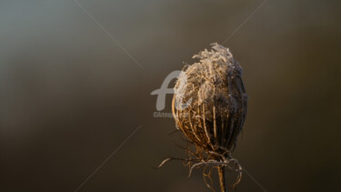 「Yarrow」というタイトルの写真撮影 Slydesignによって, オリジナルのアートワーク, デジタル