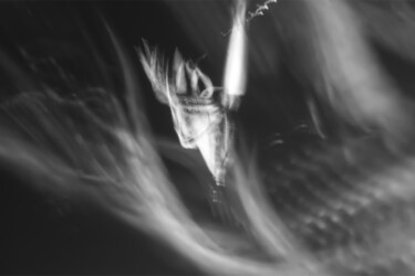 Fotografie mit dem Titel "Obedient Tradition V" von Timo Milke, Original-Kunstwerk, Digitale Fotografie