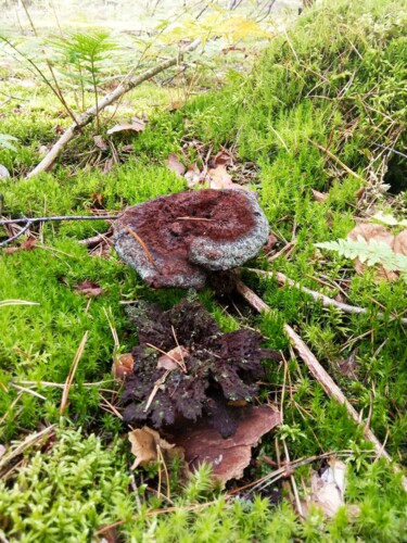 MOSS AND BROWN MUSHROOM_2 Photography titled "MOSS AND BROWN MUSH…" by Selena Sashina, Original Artwork, Digital Photography