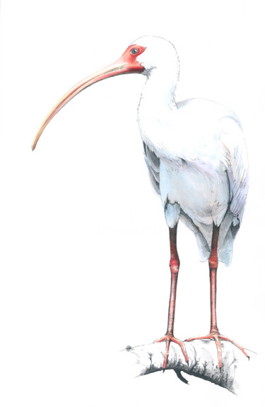 绘画 标题为“"Ibis - święty ptak…” 由Małgorzata  Zagórska-Gierak, 原创艺术品, 水彩