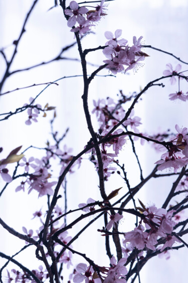 Prunus