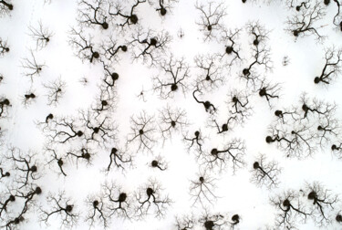 "Abricotiers en hiver" başlıklı Fotoğraf Jean-Claude Mathier tarafından, Orijinal sanat, Fotoşopsuz fotoğraf