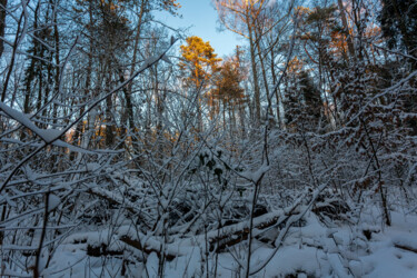 摄影 标题为“In the Winter Fores…” 由Jarek Rufer, 原创艺术品, 数码摄影