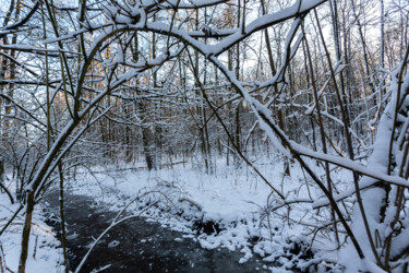 Photography titled "In the Winter Fores…" by Jarek Rufer, Original Artwork, Digital Photography