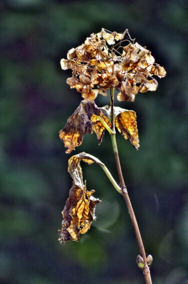 Fotografie getiteld "Hortensia" door Ernest Tosetti, Origineel Kunstwerk, Digitale fotografie