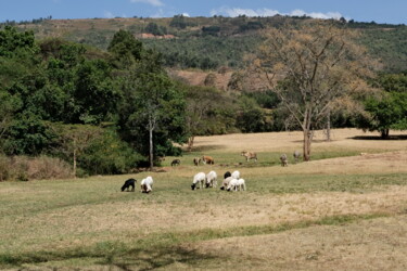 Paturage Murunga Farm