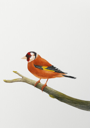 Peinture intitulée "Goldfinch on a bran…" par Karina Danylchuk, Œuvre d'art originale, Aquarelle