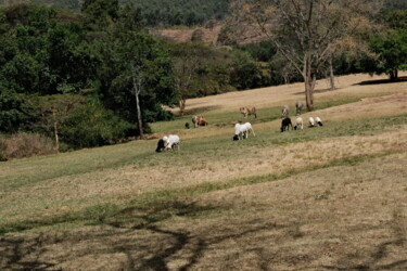 Moutons et vaches