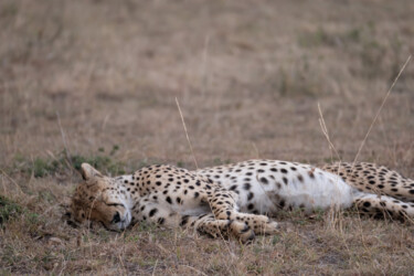 Guépard dormant