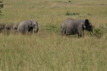 Eléphants en marche