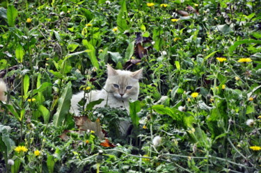 "le chat des champs" başlıklı Fotoğraf Ernest Tosetti tarafından, Orijinal sanat, Dijital Fotoğrafçılık