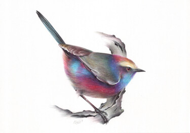 White-browed Tit-warbler (Realistic Ballpoint Pen Bird Portr 图画 标题为“White-browed Tit-wa…” 由Daria Maier, 原创艺术品, 圆珠笔