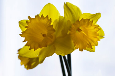 Jonquilles au printemps 2023