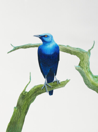 Serious blue bird on branch 绘画 标题为“Serious blue bird o…” 由Karina Danylchuk, 原创艺术品, 水彩