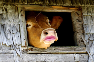 "C'est vache" başlıklı Dijital Sanat Jean-Claude Mathier tarafından, Orijinal sanat, Dijital Fotoğrafçılık