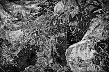 Photography titled "Die Wurzelstöcke" by Leopold Brix, Original Artwork, Digital Photography