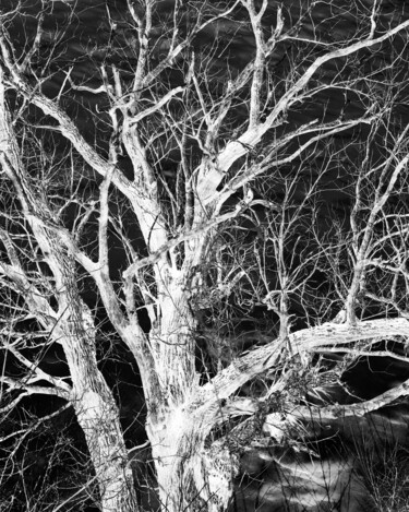 Photography titled "Hibernation 2" by Gwendolyn Roth, Original Artwork, Digital Photography
