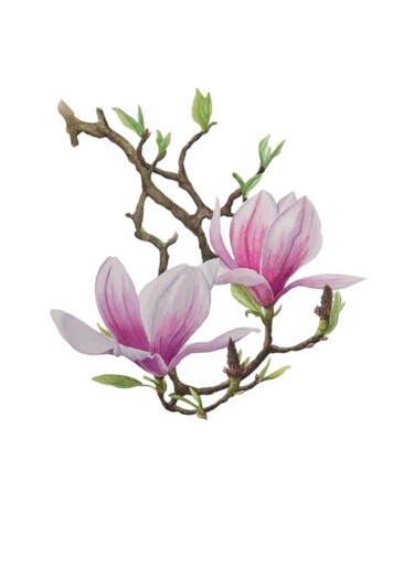 Painting titled "Magnolia" by Alla Rasskazova, Original Artwork, Watercolor