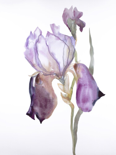 绘画 标题为“Iris No. 176” 由Elizabeth Becker, 原创艺术品, 水彩